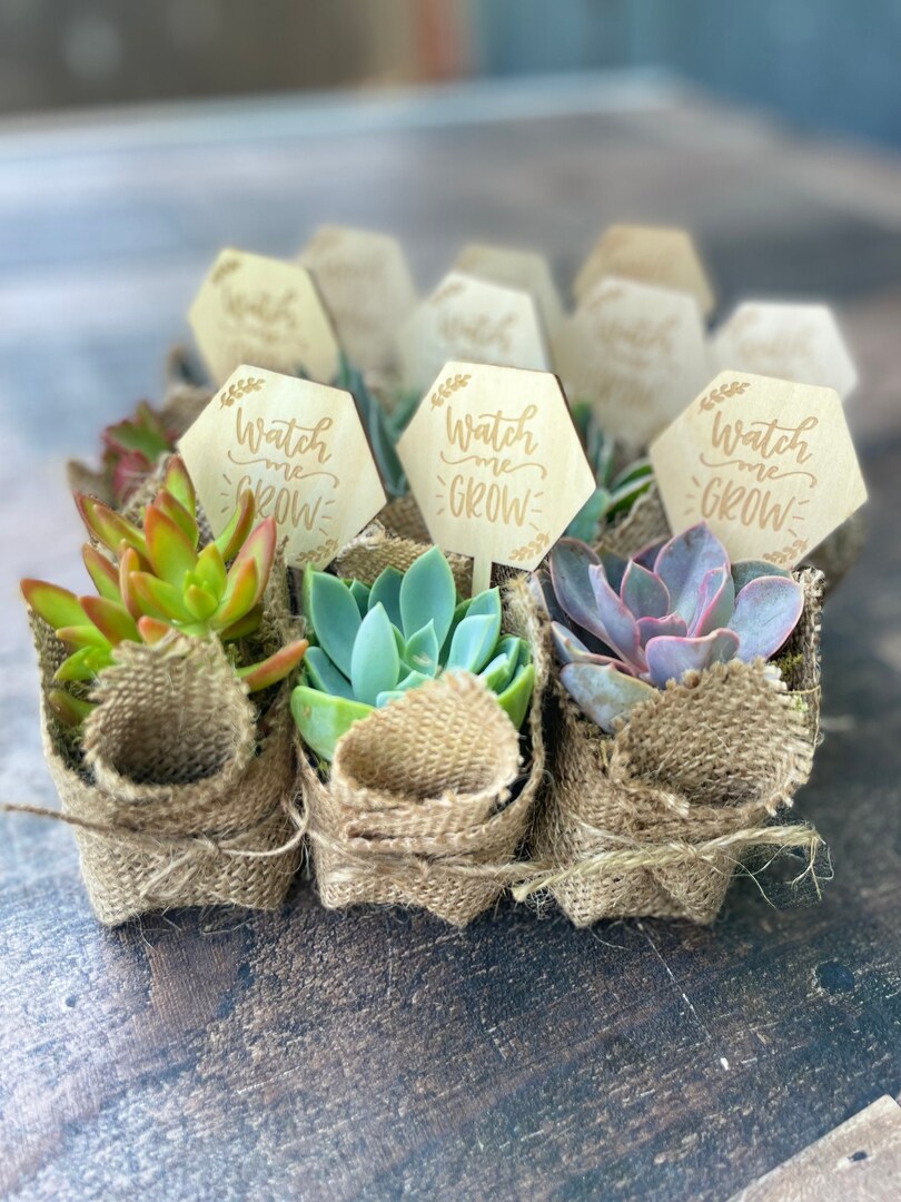 Succulents Baby Shower Flower Favors Watch Me Grow Baby Shower